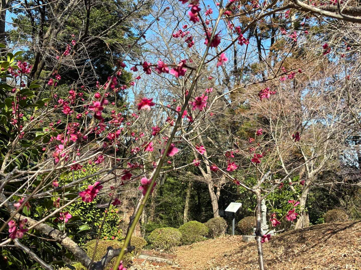 こちらは紅梅です、