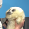 ミゾレ