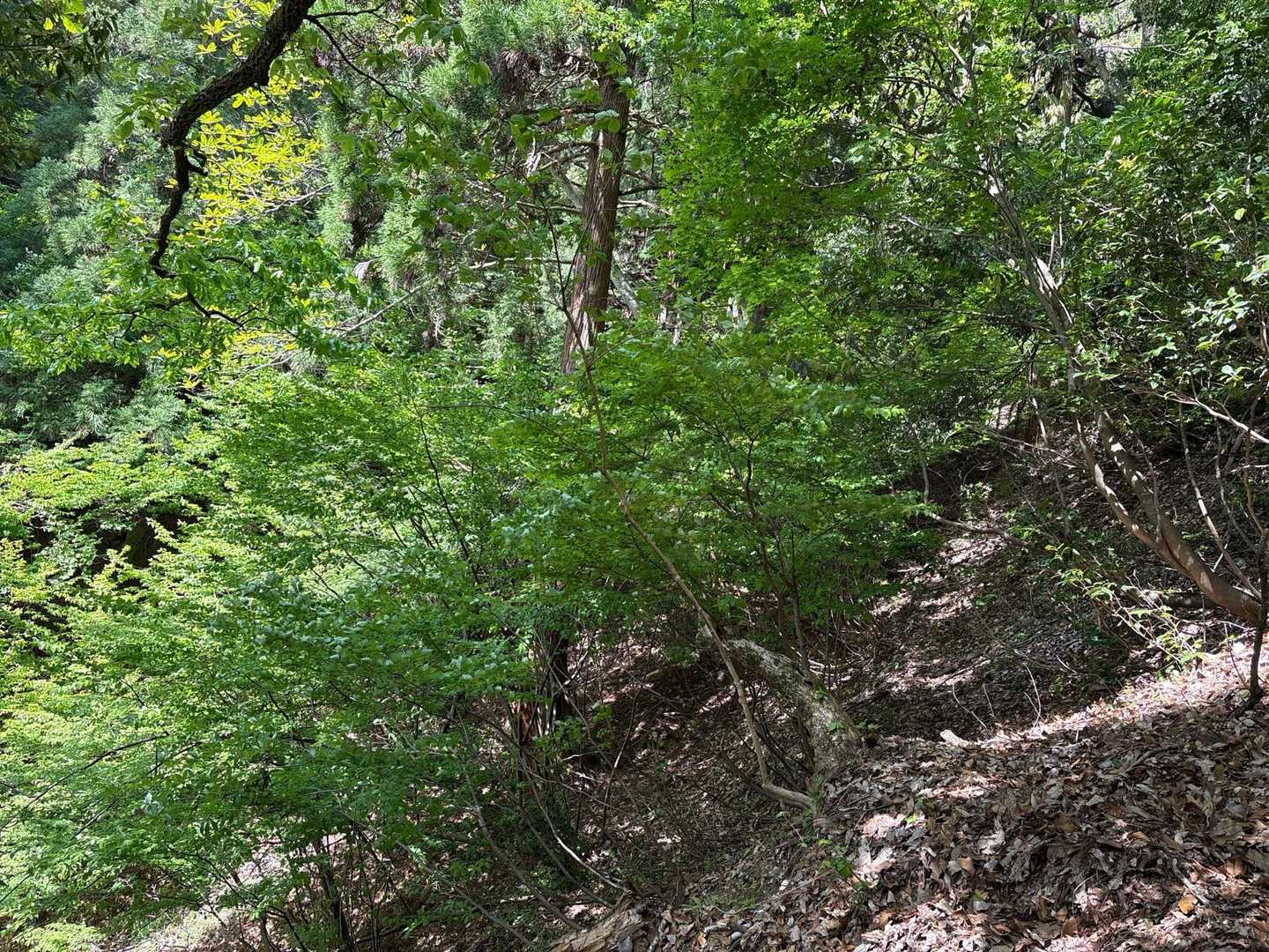 新緑が美しい❗️