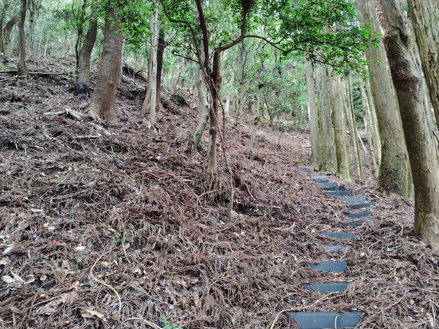 歩きやすい登山道やけど
風が無く暑い〜🥵