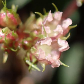もう開きそう👀✨