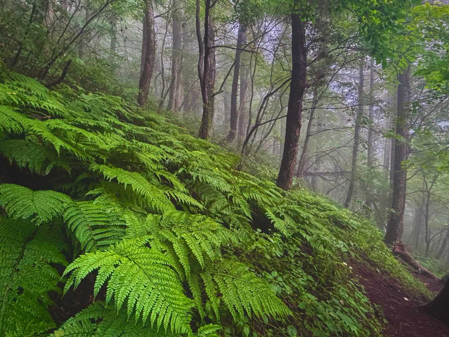 西の原登山口-男三瓶山 往復コースの写真