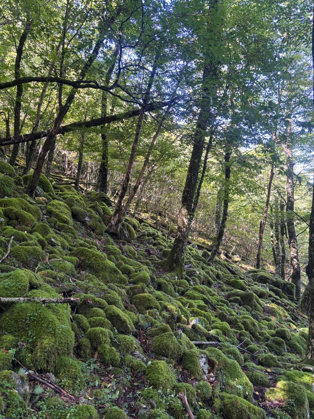 ここの苔ゾーン
とても綺麗です✨
写真には収まらないんだなぁ
（今日はスマホ）