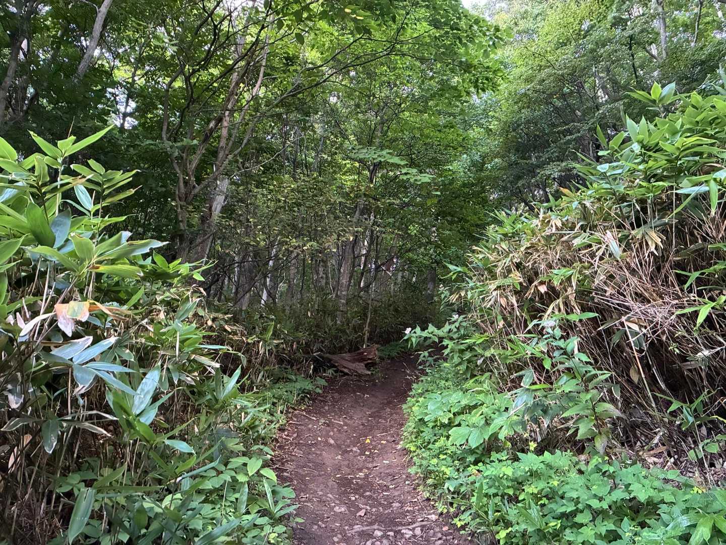 　　今朝は、朝活休もうか⁉️と、思いましたが。。。
　　母の入院で。。今後、遠くの山には、行けないのでは⁉️と思う様になり。。