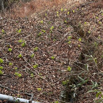 せっかく山頂にきたので、ロープウェイまわりを案内⭐️
ロープウェイまわりはふきのとうだらけ😳☘️
