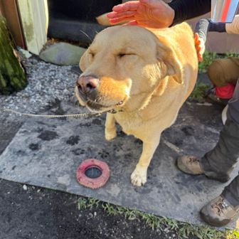 下山！
浅間山荘で飼われているわんちゃん🐶
人懐っこい
