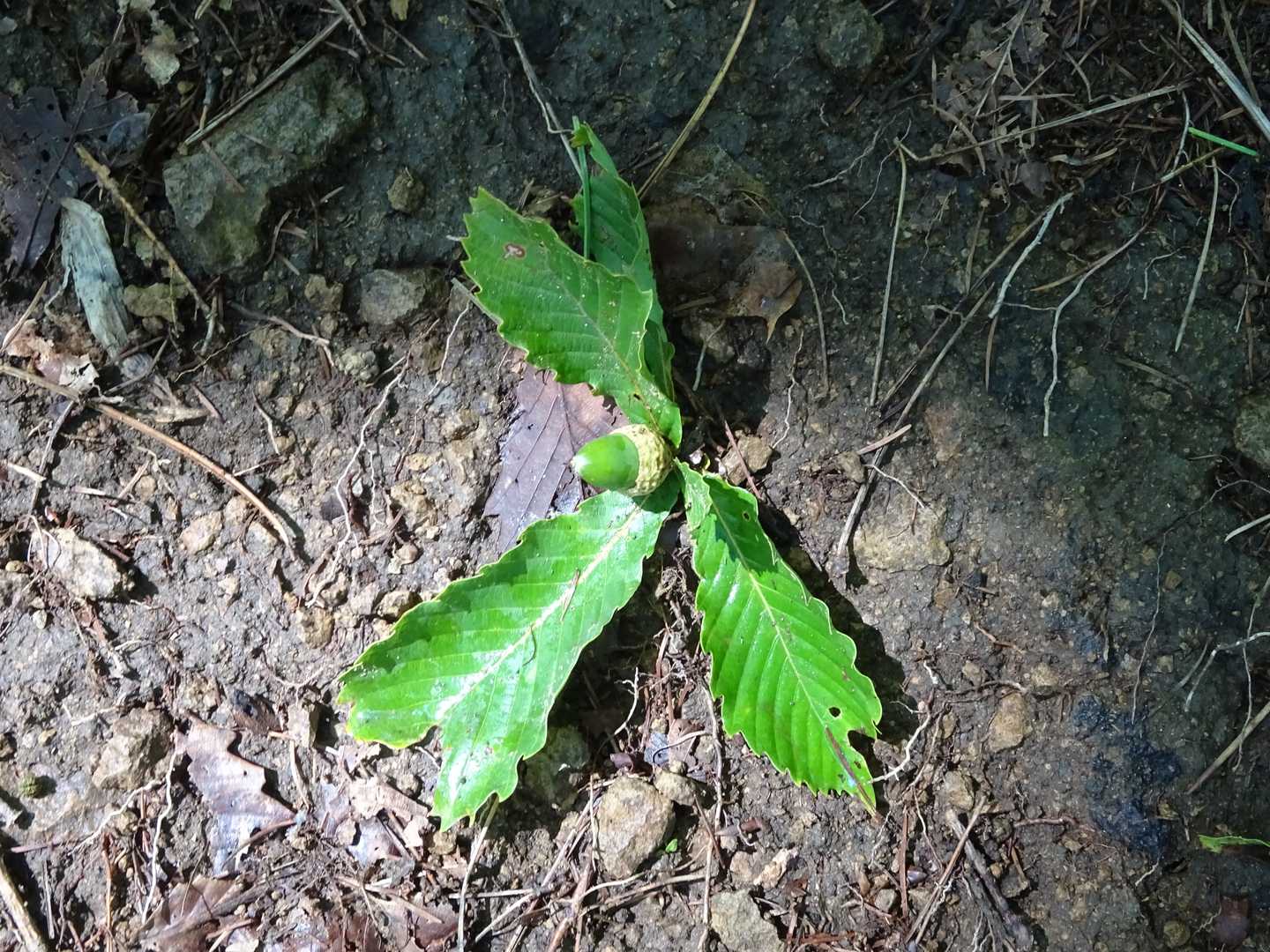 まだ夏山の雰囲気ですが、ドングリの実も落ちてました。