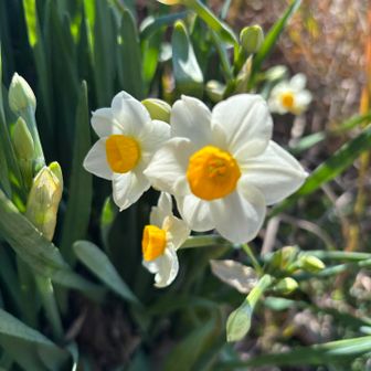 水仙がとっても綺麗に咲いてました
やはり千葉は暖かいんですね