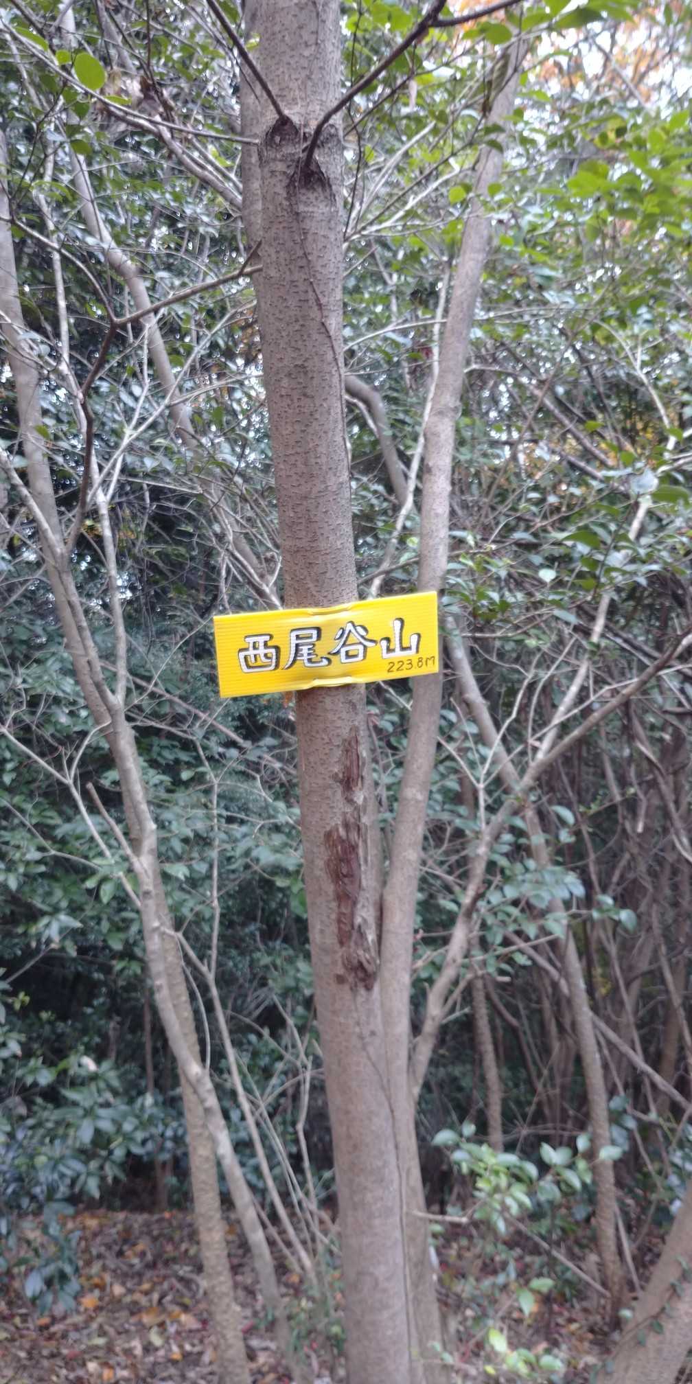 西尾谷山ピーク標識ここから境界線をたどって新立山方向へ戻ります～(^.^)
