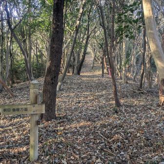 みはらしの森はこんな感じで気持ち良い森歩き