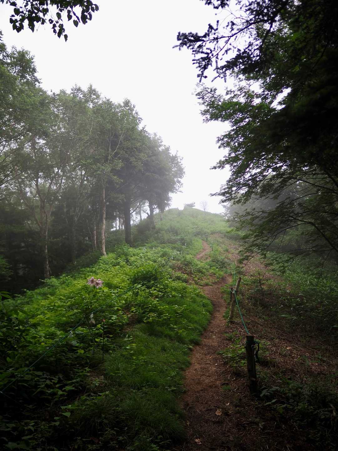 権兵衛峠登山口-北沢山-コイノコ 往復コースの写真