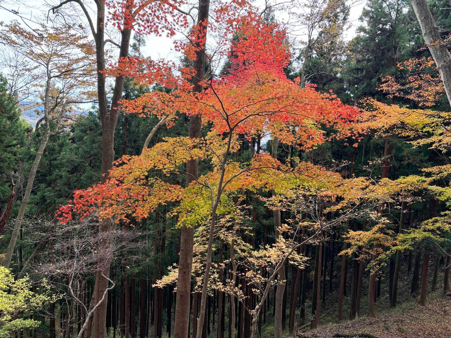 こんなステキな紅葉🍁
石尊山⛰️よき山でした。