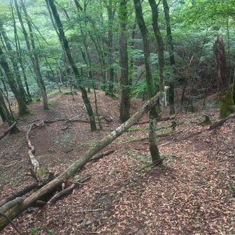 米背負峠に戻ったら丸太の影に複数のゴミが…。戻ってきて良かった。