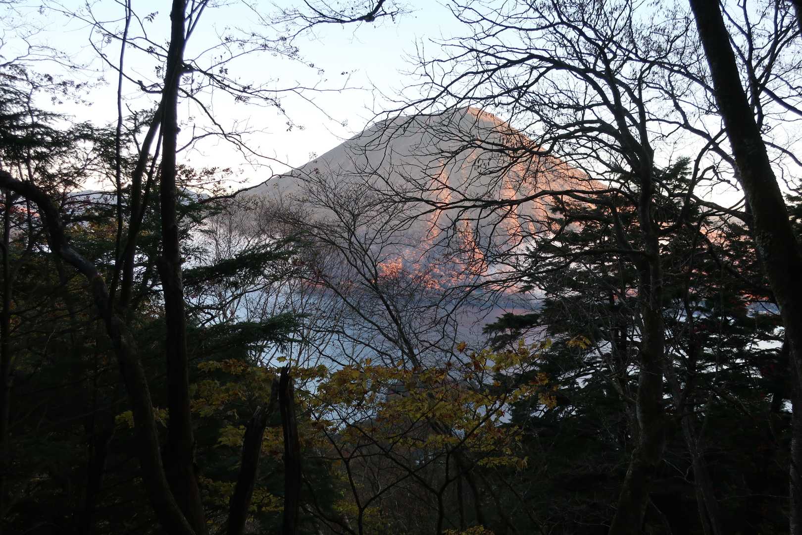 登山道に入るとモミジの向こうにモルゲンがかった男体山が。。。