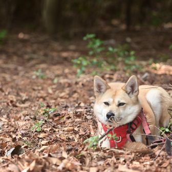 わぐりは遠くで休憩