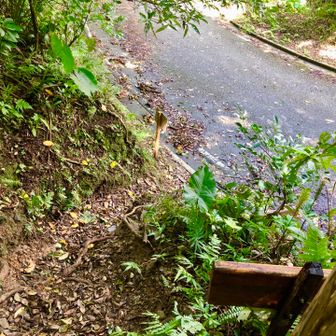 泥濘を避けて舗装路で下山