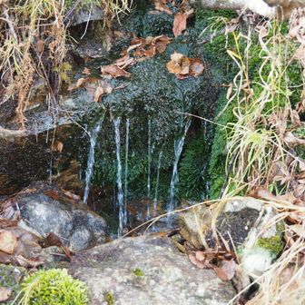 更に数分下った岩苔で開けた水場まで足を伸ばす。（ココはペットボトルで水を受けるほどの空間がある）