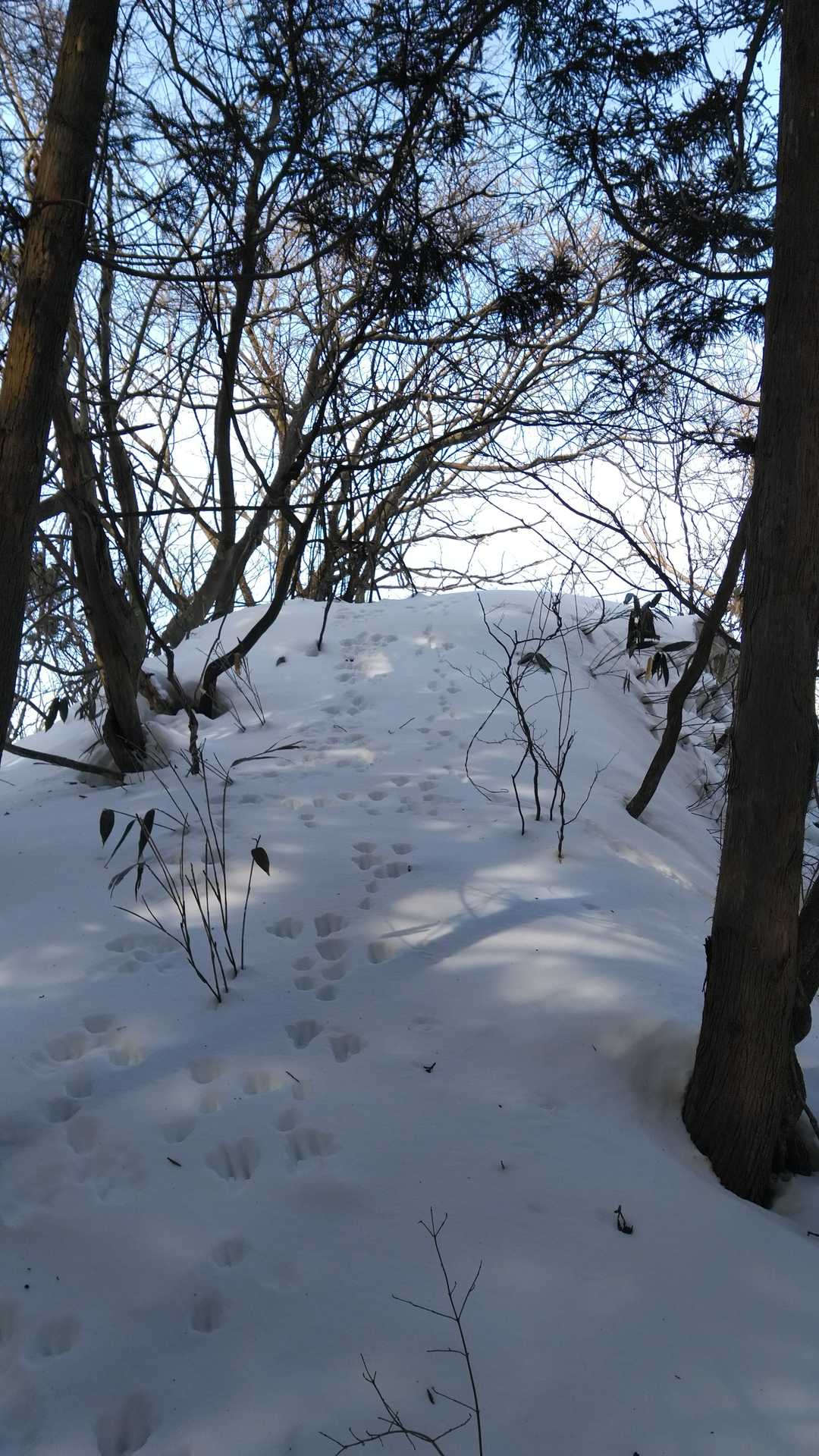 高畑山（秋田県）の写真