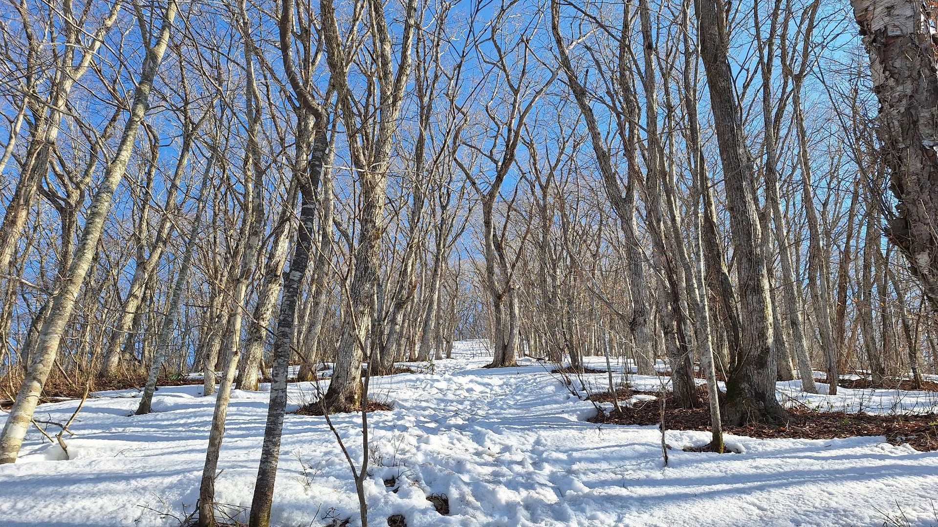 ん～
壁のように感じる。
この時は八合目の小屋まででもいいかな…と思っておりました。
その位、脚が動かず…