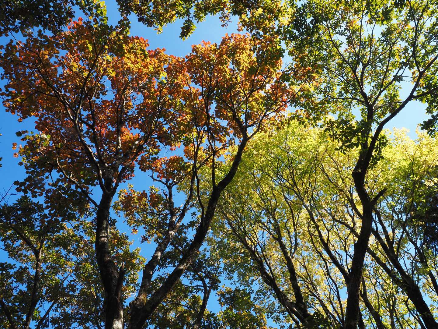 紅葉し始めたウリハダカエデ？とコシアブラ
