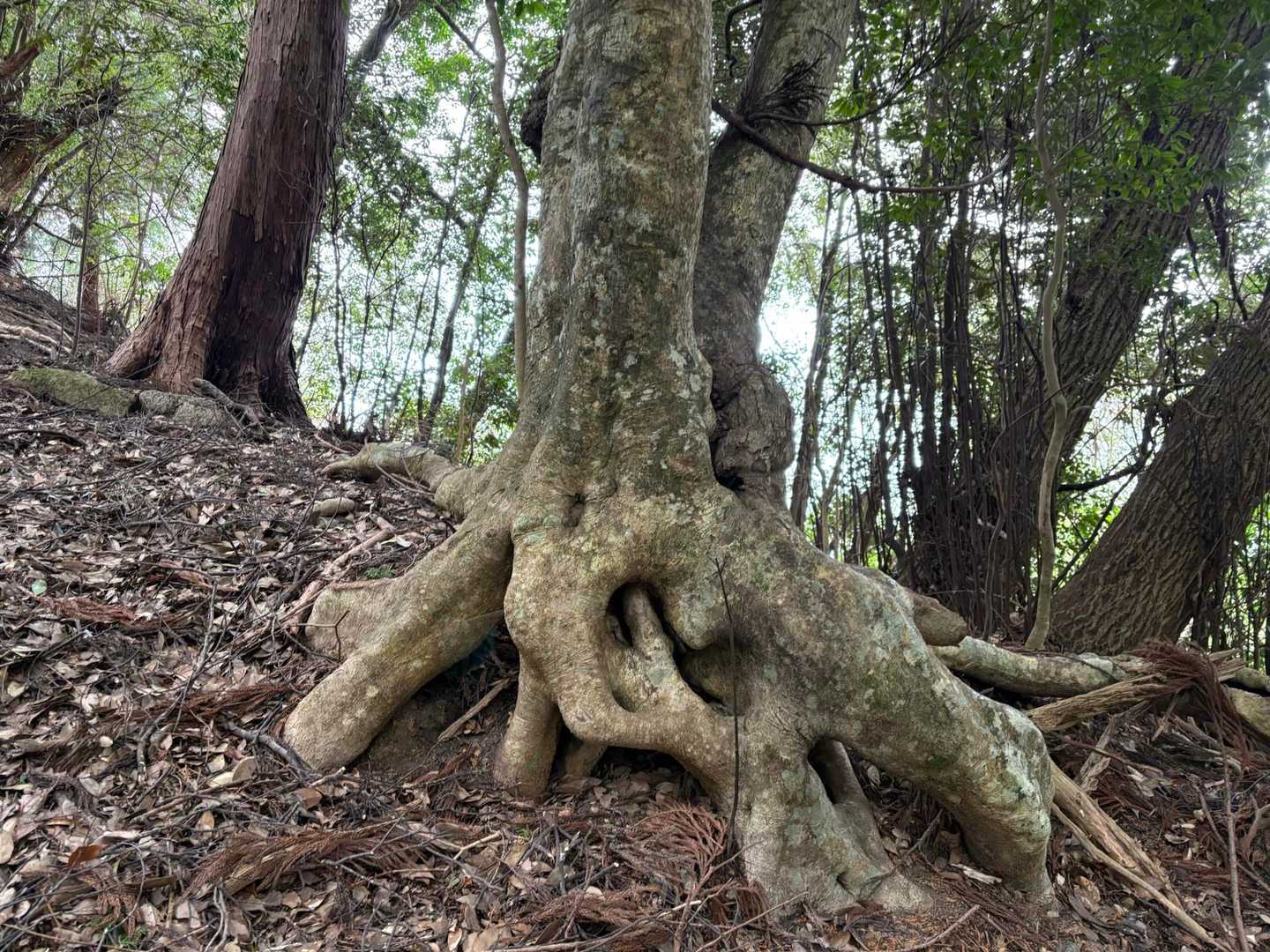 愛宕山登り口-愛宕神社-愛宕山 往復コースの写真