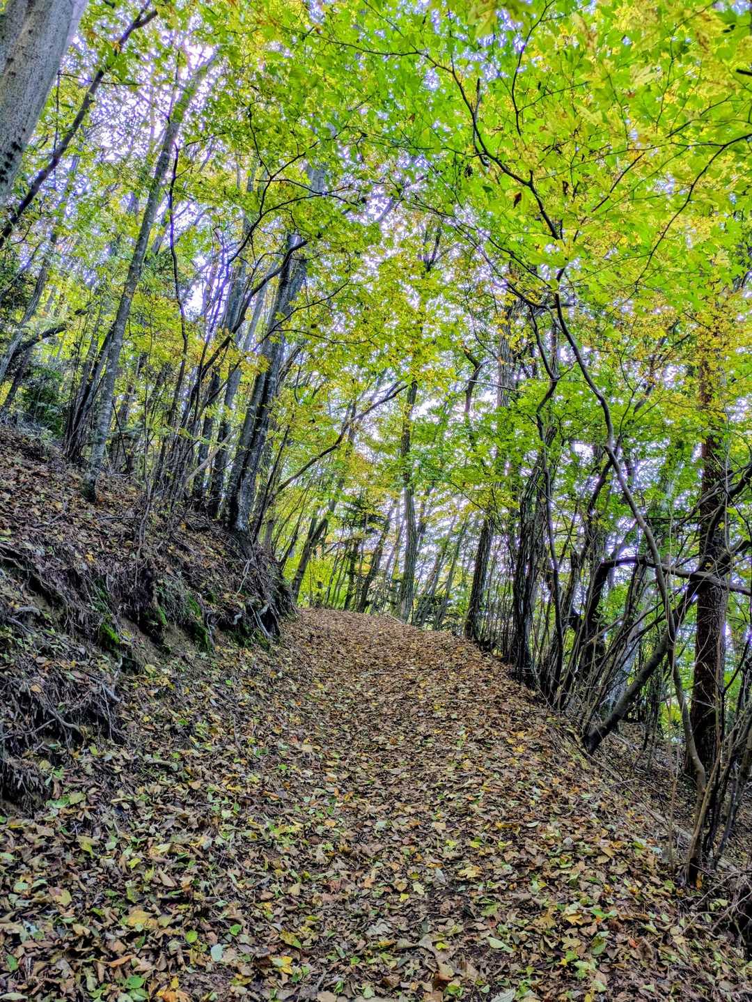 イイ🍂