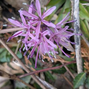 ショウジョウバカマ