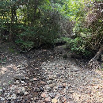 芝生広場そばの小川。今年は雨量が少なく、枯れかかっている。以前、ここでオニヤンマの産卵を観たことがあったのが懐かしかった。アカネがちらりと見えたが同定はできず
