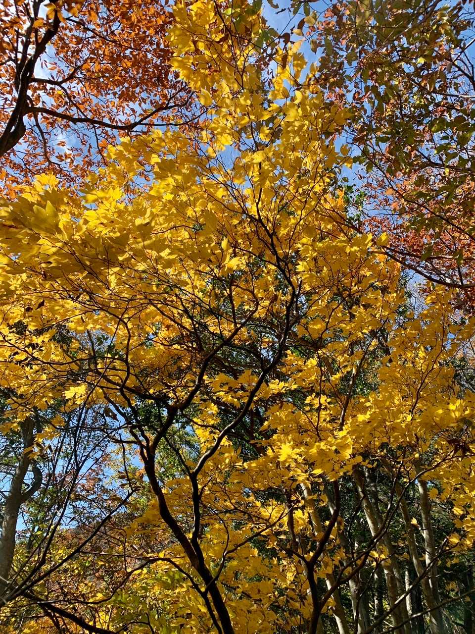 山頂に近づくにつれ、色づいてきます。