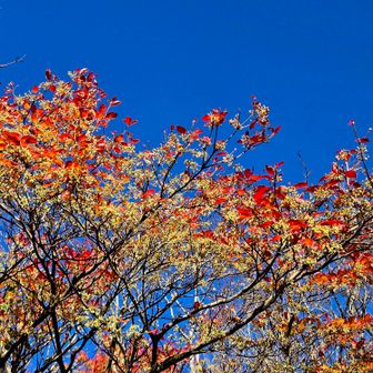 紅葉と青空