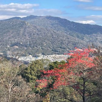 尾長山を越えて、牛田山に向かう。

今年は一段と鮮やかな🔴
タマミズキの木。
