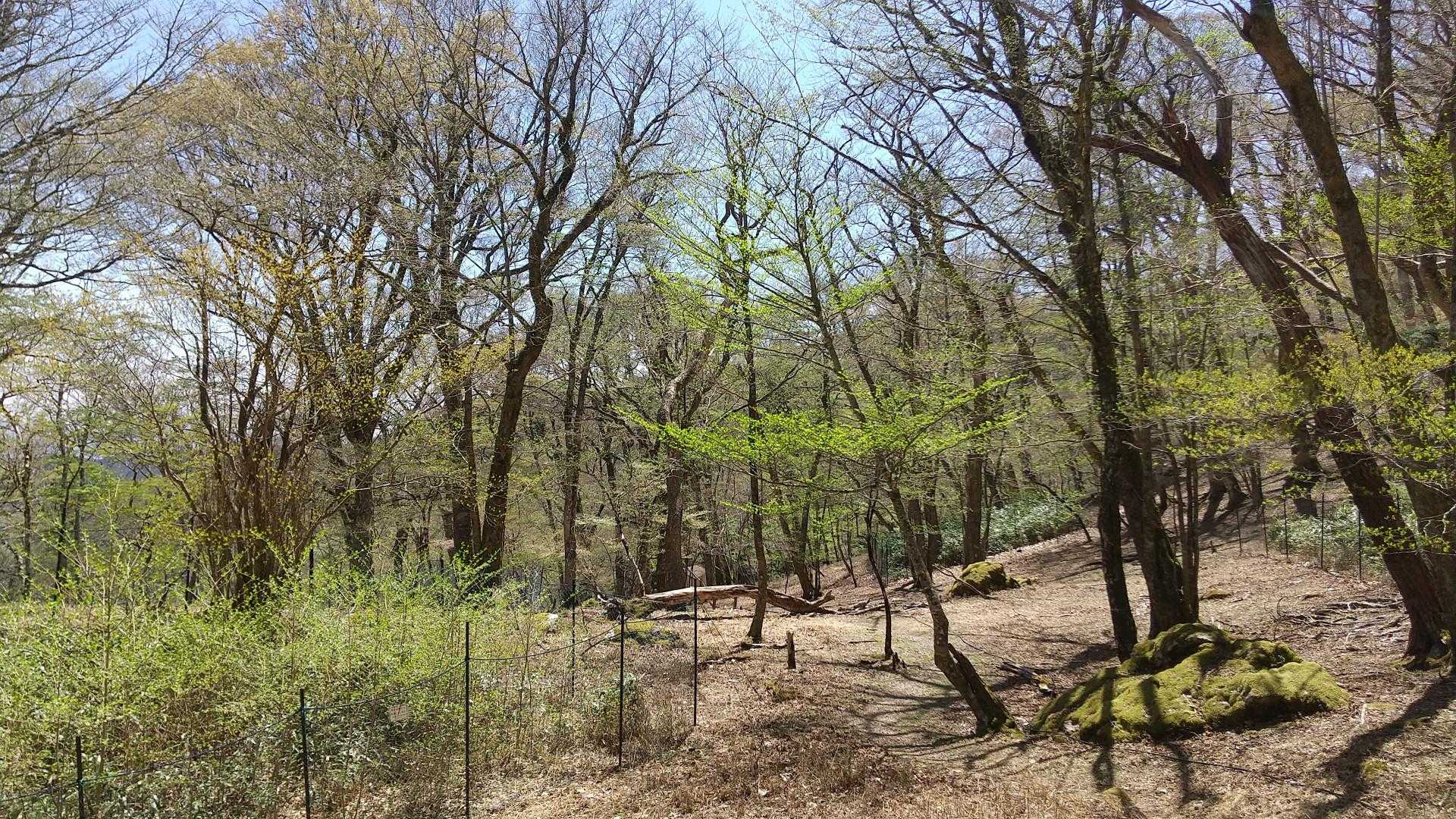とっても素敵なブナ林の中を歩きます🌲🌲