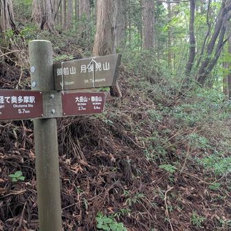 休憩して大岳山方面へ突き進む