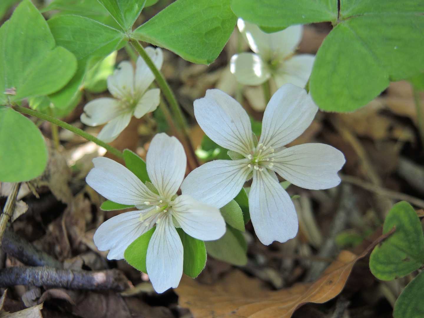 カタバミもあちこちに有るのですが、綺麗に開いている花は少なかった様です。✨