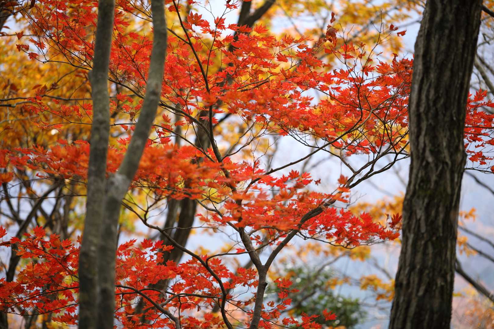 黄連山-菊石山-下駒ヶ岳-白鳥山-金時の頭-坂田峠-尻高山 縦走コースの写真