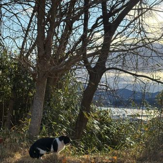 お気に入りの場所を教えてくれたのかな☺️🐈‍⬛