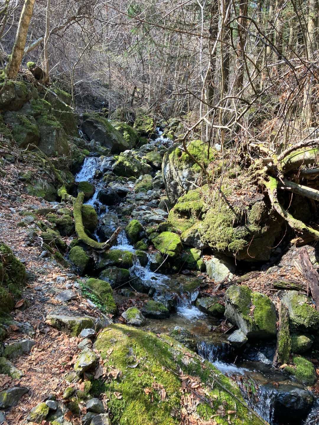 白谷沢登山口-権次入峠-棒ノ嶺 往復コースの写真