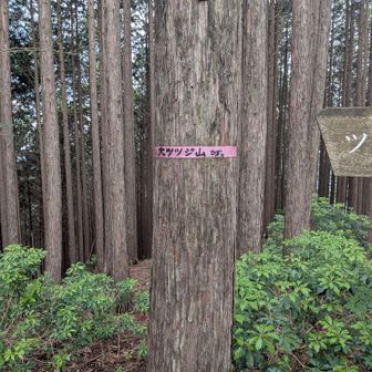 大ツツジ山到着！
