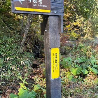 やっと登山口に着きました