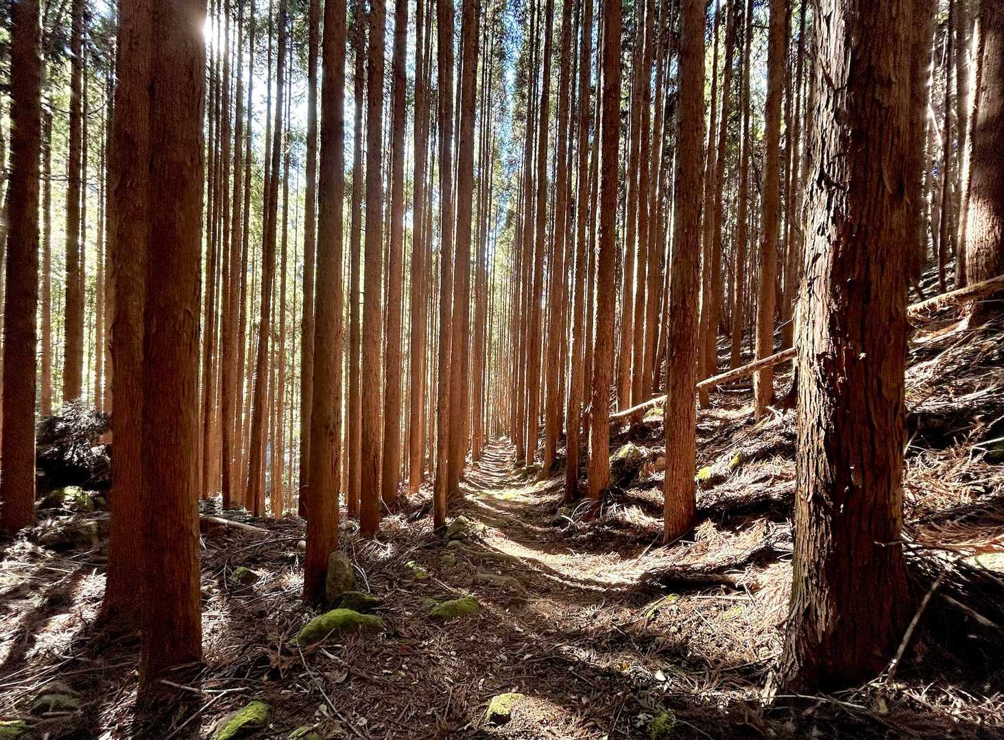 朝は暗かった植林帯🌲も木漏れ日☀️でいい感じ😌