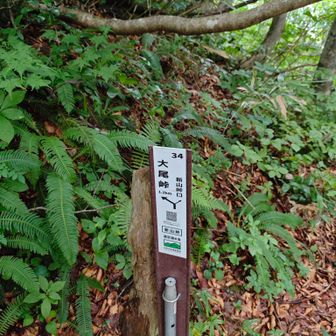 新山峠着いた〜。ここまで頑丈なクモの巣がたくさんあって、壊すのに立ち止まって、木の棒振り回すのに疲れた。…ここから試走開始。