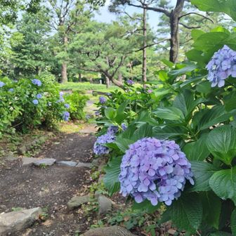 いたるところに紫陽花。