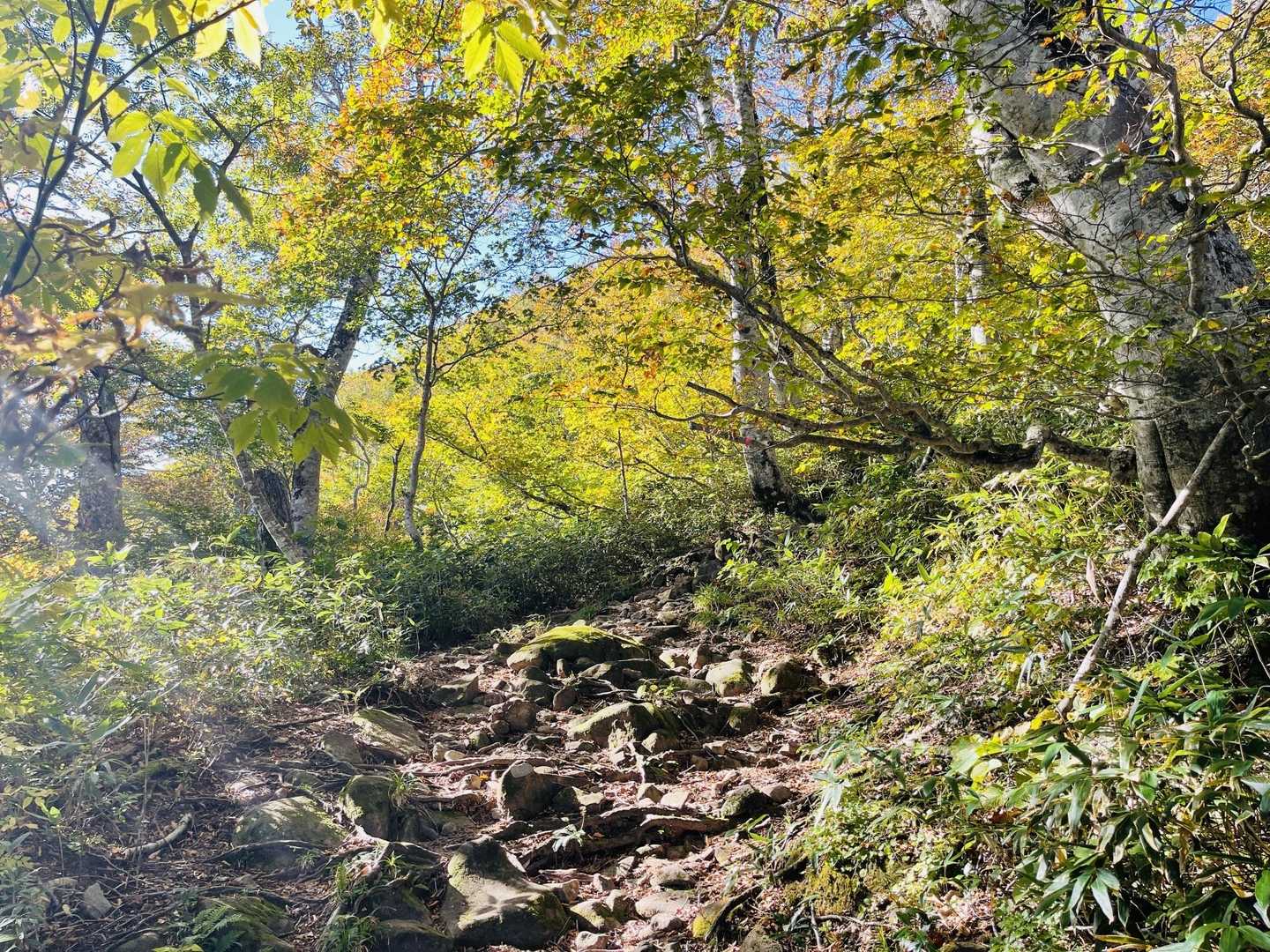 朝の清々しい空気感です