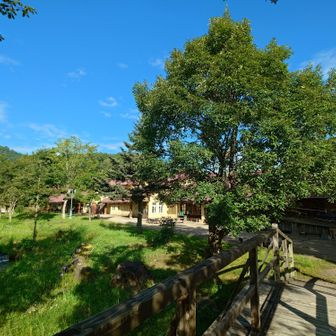 この小川の右側の大木がコナラです🌰