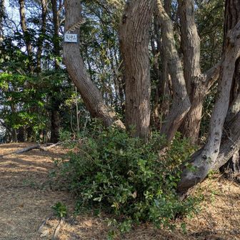 天神山を越えて章魚頭姿山へ