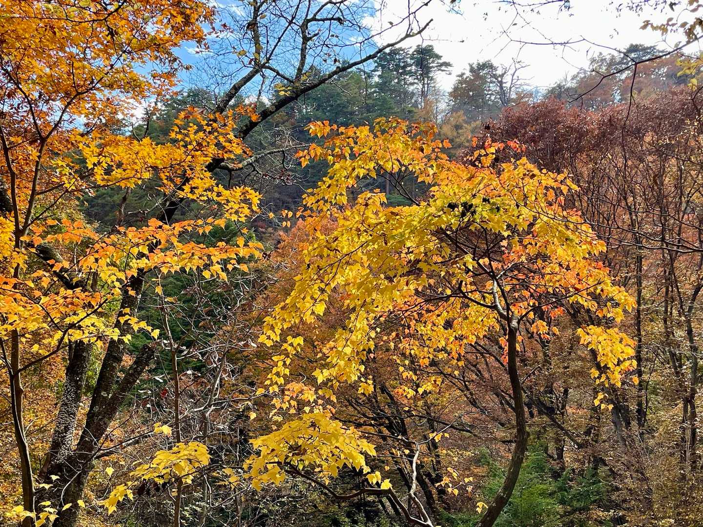 葉っぱも色づき🍁🍂輝いてます。