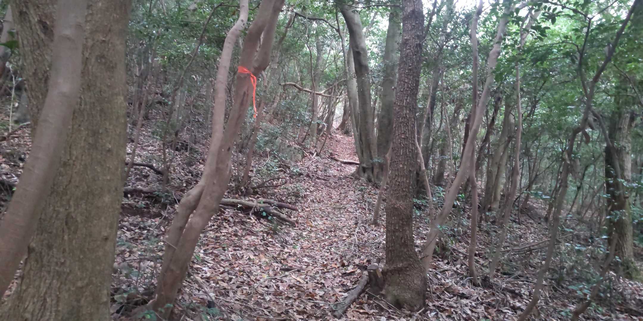 お詣りして山頂へ
ピンクテープとYAMAP頼りで迷いながら歩く。脚が疲れてきた😭