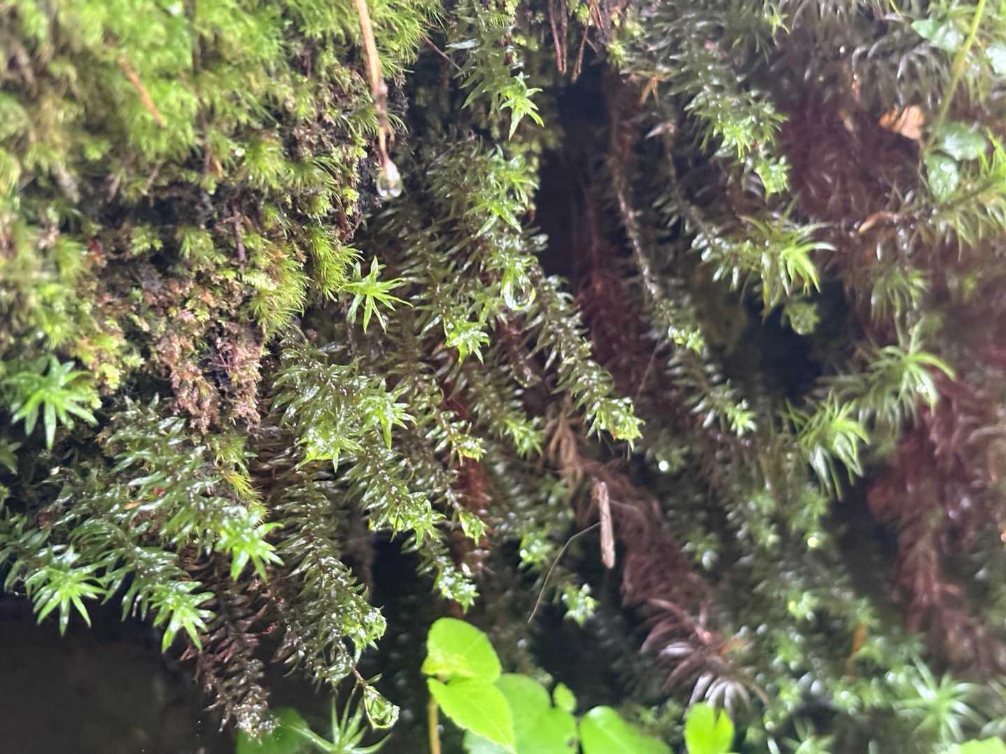 苔がキラキラ✨