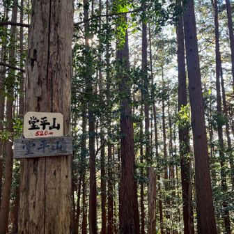 堂平山520m
結構元の道より外れまして
下ったり上ったりしてだいぶ疲労しました
山頂は平らで広くて同じような木々に囲まれており
あれ？どこから来たっけ？
となりました
(ФωФ* = *ΦωΦ)ｷｮﾛｷｮﾛ