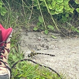 オニヤンマがアブを捕食中でした👀